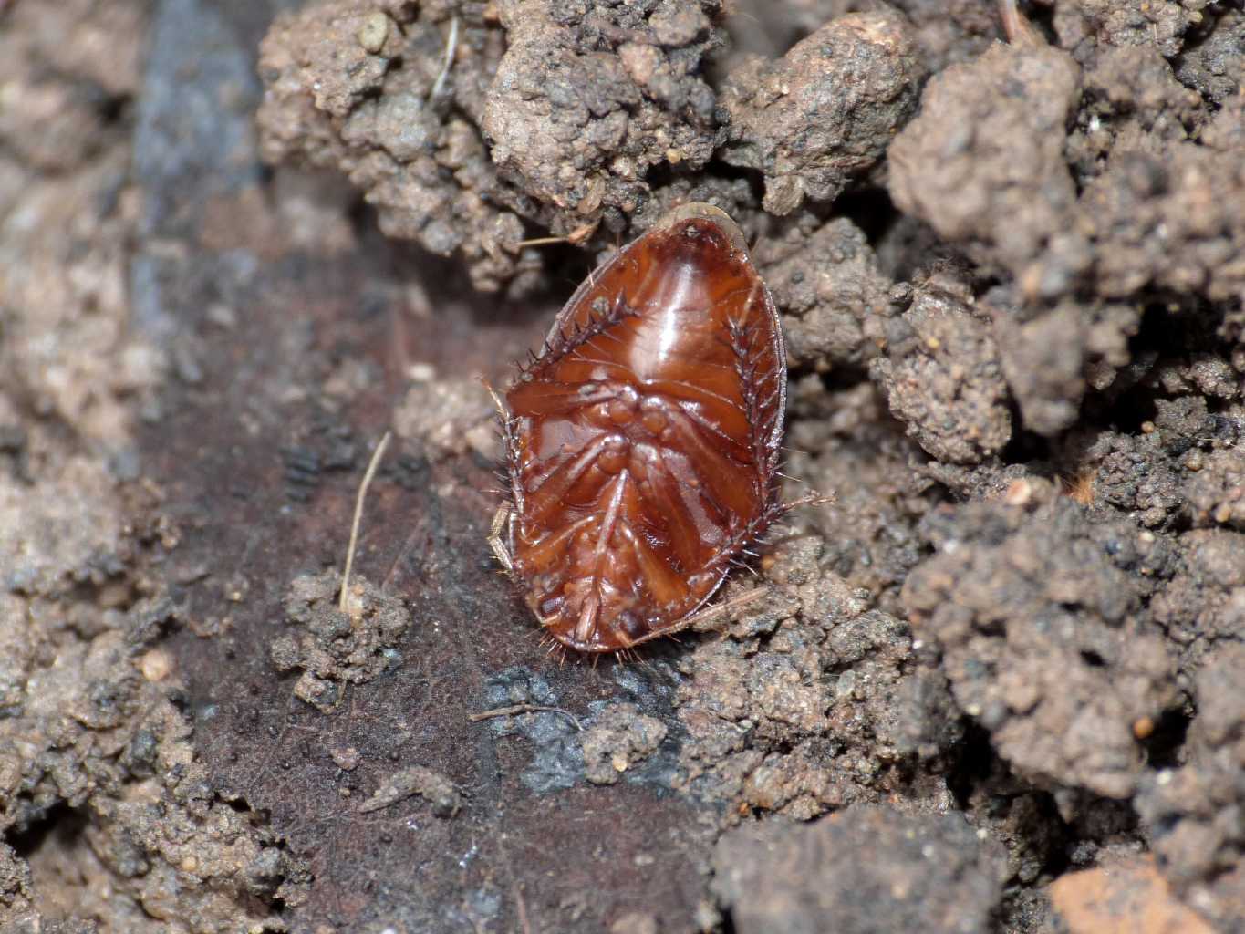 Cydnidae(?) di colore rossiccio da Tolfa (RM)